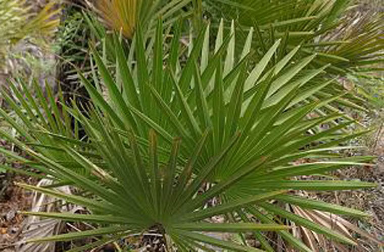 Dù có lợi song bệnh nhân vẫn cần nhờ các bác sĩ chuyên khoa tư vấn trước khi sử dụng; không tự ý quyết định để tránh trường hợp đáng tiếc.