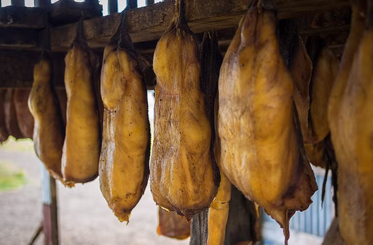 Cụ thể, cá mập Greenland được chặt bỏ đầu rồi chôn trong một hố nông đào trên những ngọn đồi phương bắc.