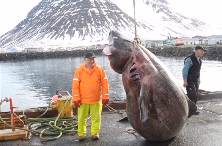 Bằng sự sáng tạo cao độ, người dân Iceland đã tìm cách loại bỏ hàm lượng độc tố axit uric và trimethylamine oxide; biến chúng thành món ăn độc đáo.
