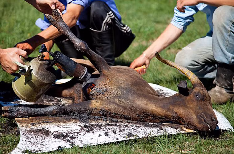 Ngạc nhiên hơn, người ta làm việc này mà không cần dùng dao cắt chú bò thành từng thớ thịt nhỏ.