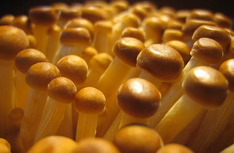 Nghiên cứu cho thấy Beta Glucan có tác động ức chế ung thư và đây cũng là một dược chất có giá trị trong việc tăng cường sức khỏe.