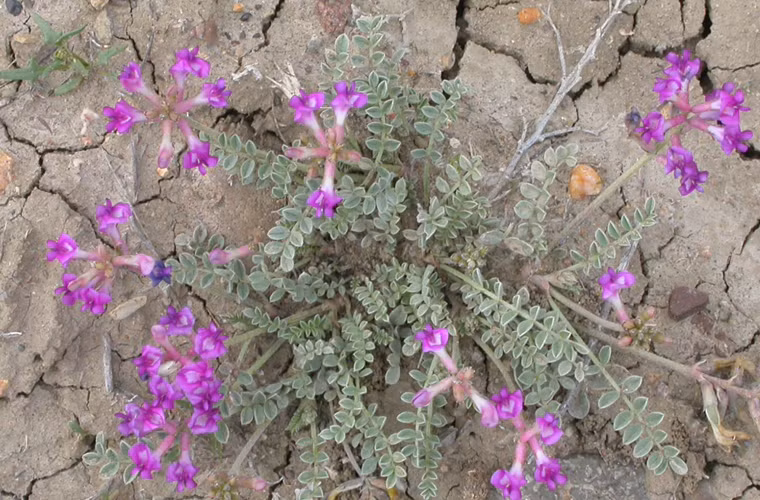 Astragalus. Austragalus thường được sử dụng làm dược liệu qua nhiều thế kỷ trong y học cổ truyền Trung Quốc. Khi áp dụng, bệnh nhân ung thư uống khoảng ba viên mỗi ngày với trọng lượng dao động từ 500 đến 1.000/ mg. Astragalus có tác dụng kích hoạt hệ thống miễn dịch nhằm chống lại sự tấn công của HPV và không được sử dụng khi bệnh nhân bị nhiễm trùng da, sốt.