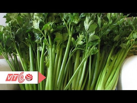 12:57 Cần tây: Thực phẩm vàng cho người cao huyết áp | VTC VTC1 - Tin tức 493K views Thực phẩm cần tránh khi uống thuốc | VTC VTC1 - Tin tức 66K views Bột sắn dây và bệnh đau dạ dày | VTC VTC1 - Tin tức 1.1M views Nguy cơ bệnh tật từ phòng ngủ | VTC VTC1 - Tin tức 658K views Phương pháp điều trị mòn cổ chân răng hiệu quả | VTC VTC1 - Tin tức Recommended for you Ăn nhiều thịt: Lợi hay hại? | VTC VTC1 - Tin tức 90K views Dùng mì chính đúng cách để tránh độc hại | VTC VTC1 - Tin tức 695K views Tác dụng "thần kỳ" của rau bắp cải | VTC VTC1 - Tin tức 1.2M views Hari Won cười lớn khi biết mình bị ung thư | VTC VTC1 - Tin tức 3.3M views SHOW MORE Điều cần tránh khi uống nước ép trái cây