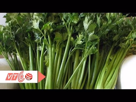 12:57 Cần tây: Thực phẩm vàng cho người cao huyết áp | VTC VTC1 - Tin tức 493K views Thực phẩm cần tránh khi uống thuốc | VTC VTC1 - Tin tức 66K views Bột sắn dây và bệnh đau dạ dày | VTC VTC1 - Tin tức 1.1M views Nguy cơ bệnh tật từ phòng ngủ | VTC VTC1 - Tin tức 658K views Phương pháp điều trị mòn cổ chân răng hiệu quả | VTC VTC1 - Tin tức Recommended for you Ăn nhiều thịt: Lợi hay hại? | VTC VTC1 - Tin tức 90K views Dùng mì chính đúng cách để tránh độc hại | VTC VTC1 - Tin tức 695K views Tác dụng "thần kỳ" của rau bắp cải | VTC VTC1 - Tin tức 1.2M views Hari Won cười lớn khi biết mình bị ung thư | VTC VTC1 - Tin tức 3.3M views SHOW MORE Điều cần tránh khi uống nước ép trái cây