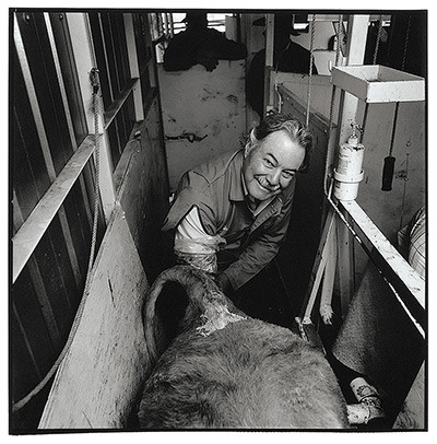 Hàng ngày, Jim O'Neal (La Sal, Utah) phải đeo găng tay nhựa dài tới vai, trực tiếp tìm cổ tử cung của các cô bò cái, tiêm khoảng 6 đến 10 triệu tinh trùng vào đó giúp các cô bò thụ tinh với tỷ lệ thành công từ 65-70%.