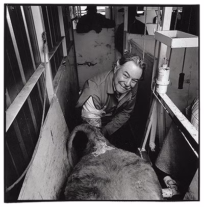 Hàng ngày, Jim O'Neal (La Sal, Utah) phải đeo găng tay nhựa dài tới vai, trực tiếp tìm cổ tử cung của các cô bò cái, tiêm khoảng 6 đến 10 triệu tinh trùng vào đó giúp các cô bò thụ tinh với tỷ lệ thành công từ 65-70%.