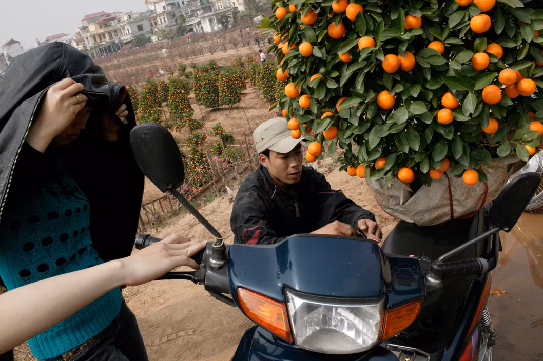 Người Hà Nội mua quất về trưng trong nhà ngày Tết. Ảnh: John Vink/Magnum.