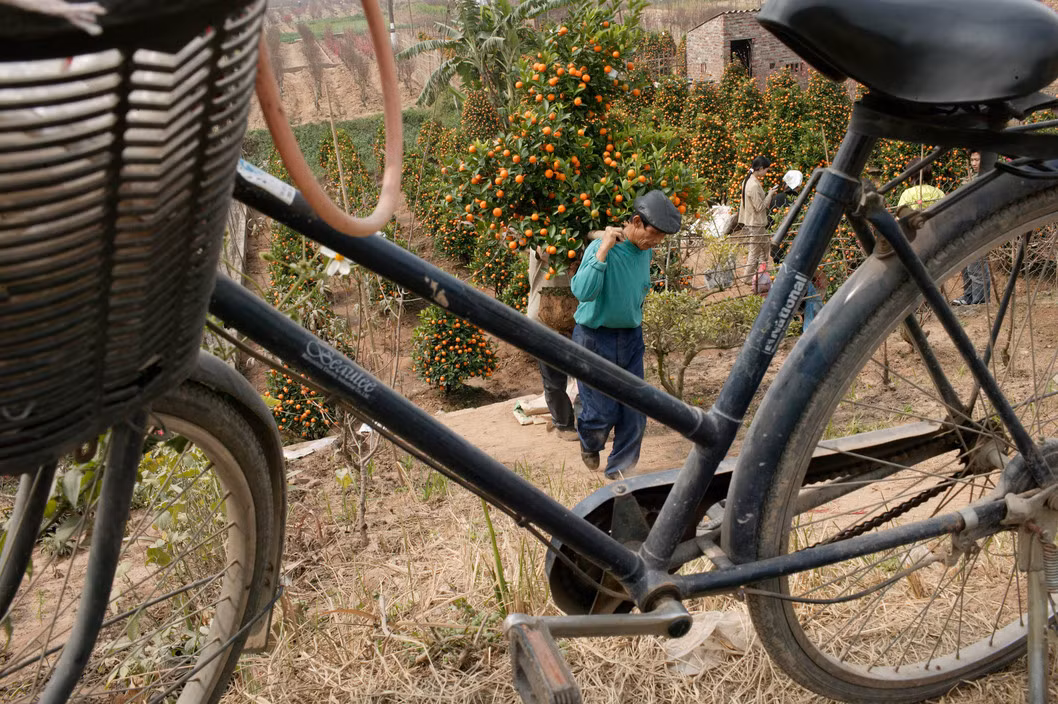 Khung cảnh tại một vườn trồng quất cảnh ở Hà Nội, ngày 24 tháng Chạp. Ảnh: John Vink/Magnum.