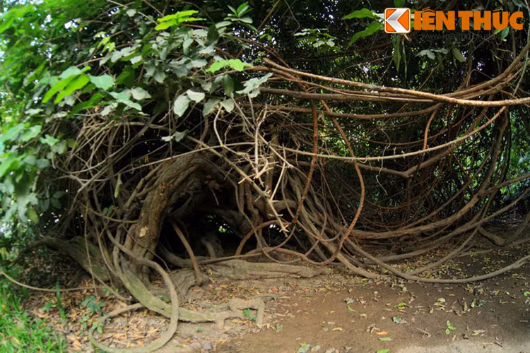 Thảo Cầm Viên còn một cây cổ thụ khác nổi tiếng không kém. Đó là cây gùi hình dáng lạ mắt với hàng nghìn nhánh dài hàng chục mét đan bện vào nhau như một khối bùi nhùi khổng lồ. Tất cả các nhánh này đều thuộc về cùng một cây.