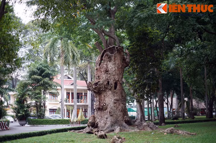 Bên cạnh cây điệp phèo heo "bạch tuộc", Dinh Độc Lập còn một cây điệp phèo heo khác không kém phần độc đáo. Cây có ngoại hình khá dị dạng với đường kính thân rất lớn nhưng phần trên trống hoác, trông như miệng một con quái vật khổng lồ đang há ra.