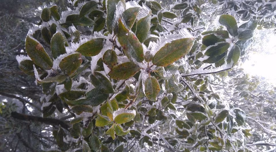 Image result for băng giá ba vì