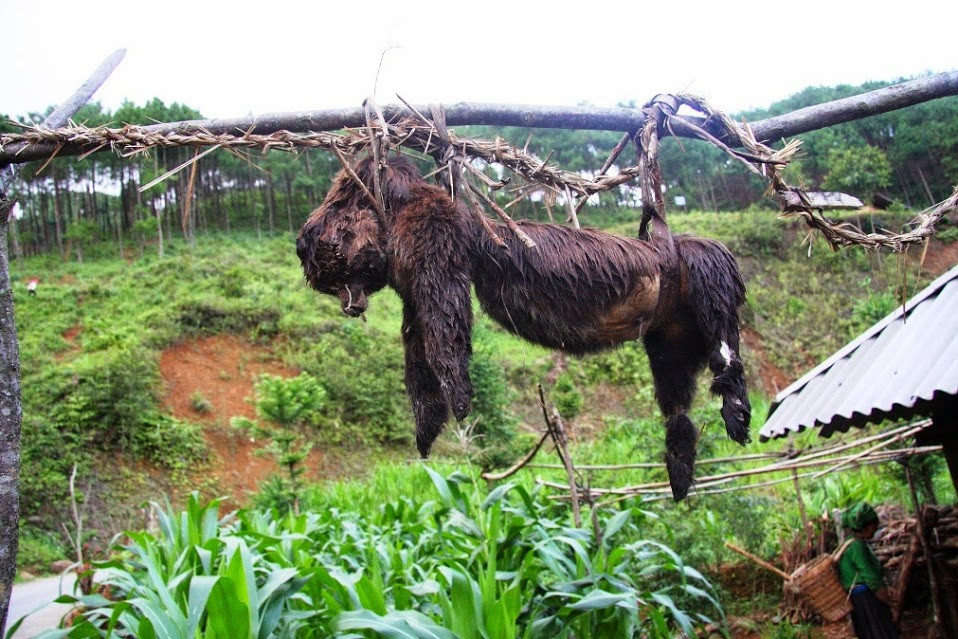 Người Mông trên cao nguyên đá Mèo Vạc (Hà Giang) bao đời nay vẫn lưu giữ tục "treo chó đuổi tà". Theo đó, khi gặp chuyện chẳng lành, gia chủ sẽ thực hiện lễ cúng. Tại lễ cúng, người ta sẽ làm chết một con chó nuôi trong nhà, bỏ nội tạng và treo lên cổng nhà với mong muốn tai qua nạn khỏi. Ảnh: Lê Nhung.