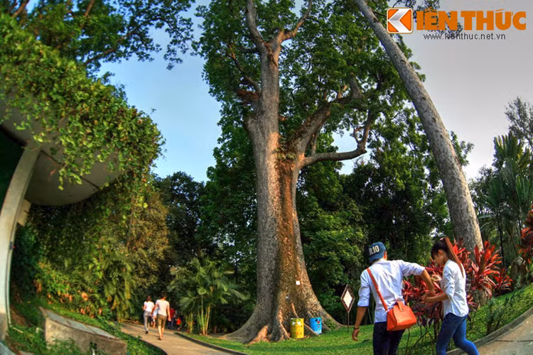 Trong khuôn viên của Thảo Cầm Viên TP.HCM có một cây cổ thụ đặc biệt, được xếp vào hàng độc nhất vô nhị của Việt Nam. Đó là một cây xà cừ có kích thước khổng lồ, cao hơn 50m, đường kính thân gần 4m.