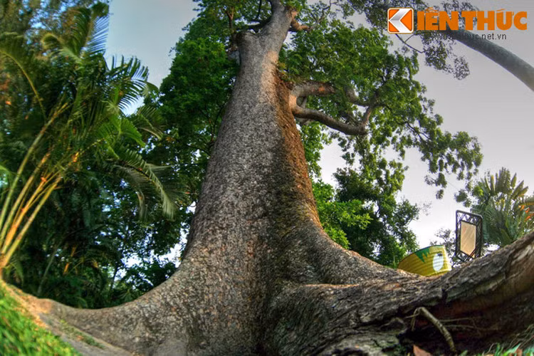 Cây có tuổi đời 150 năm, bằng đúng tuổi của Thảo Cầm Viên. Các chuyên gia khẳng định, đây là cây xà cừ lớn và lâu đời nhất Việt Nam được ghi nhận.