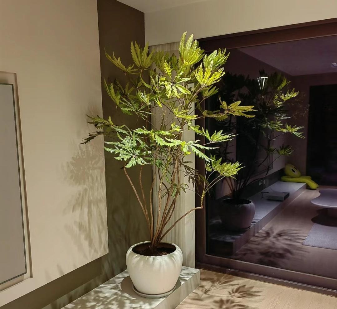 Mua he, trong 9 cay canh dieu hoa khong khi, mat lanh-Hinh-2