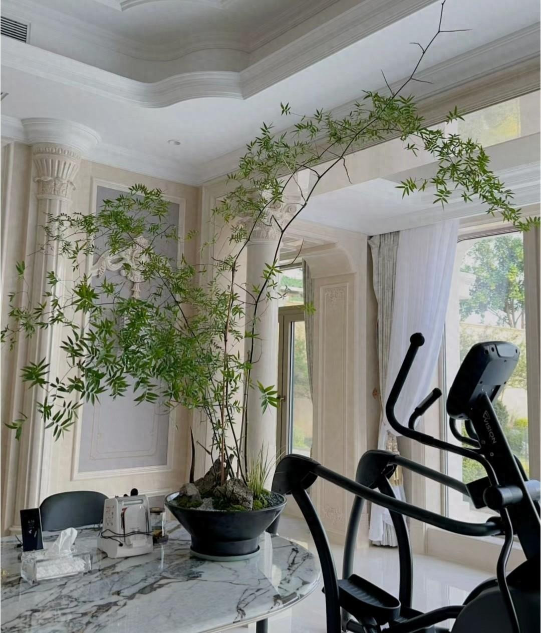 Mua he, trong 9 cay canh dieu hoa khong khi, mat lanh