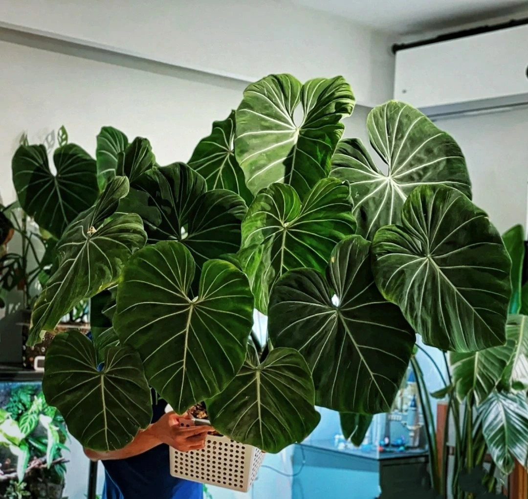 Mua he, trong 9 cay canh dieu hoa khong khi, mat lanh-Hinh-8