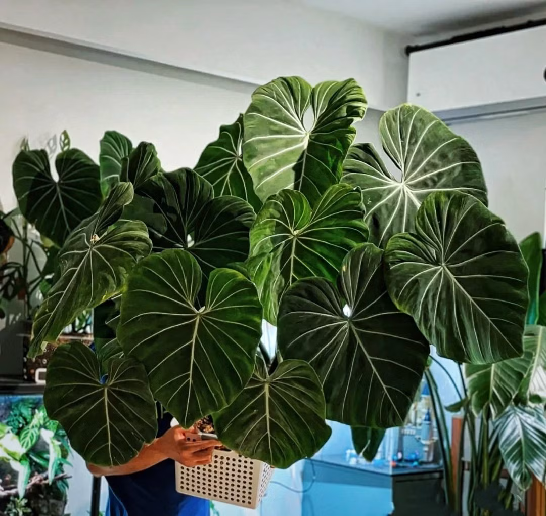 Mua he, trong 9 cay canh dieu hoa khong khi, mat lanh-Hinh-8