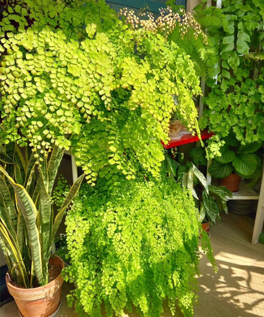 Mua he, trong 9 cay canh dieu hoa khong khi, mat lanh-Hinh-7