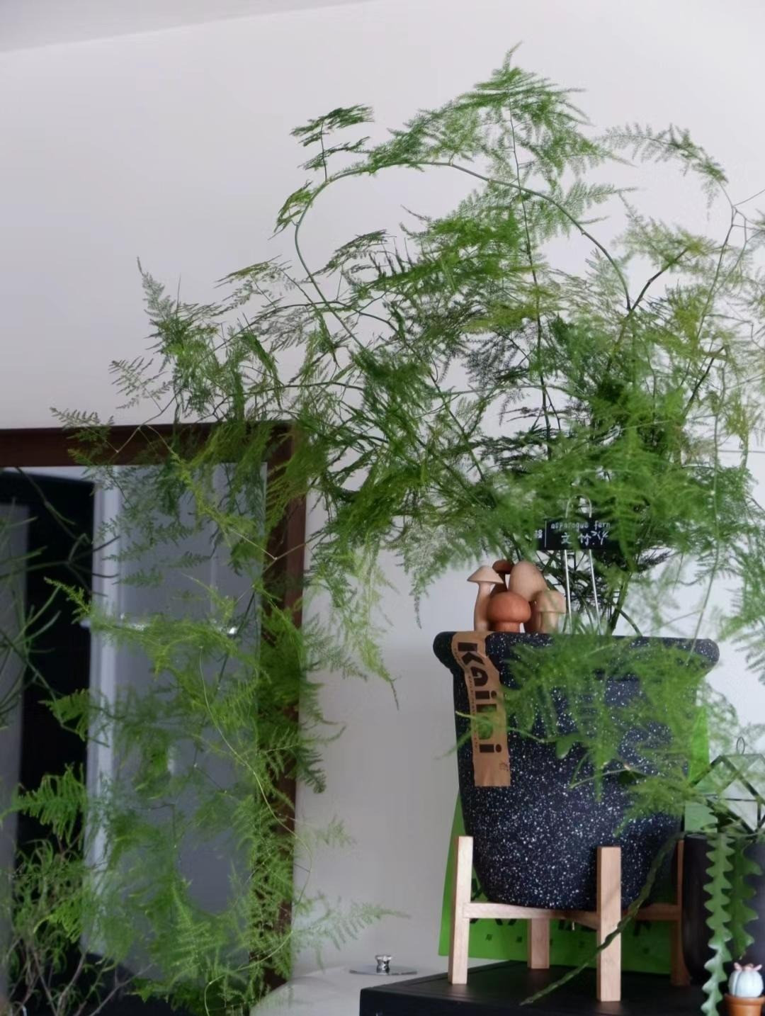 Mua he, trong 9 cay canh dieu hoa khong khi, mat lanh-Hinh-6