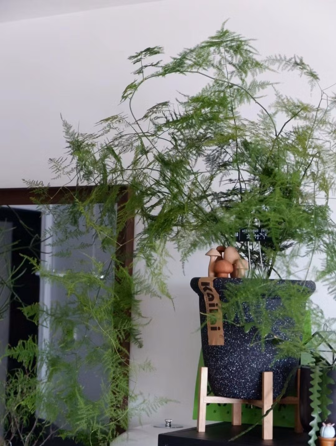 Mua he, trong 9 cay canh dieu hoa khong khi, mat lanh-Hinh-6