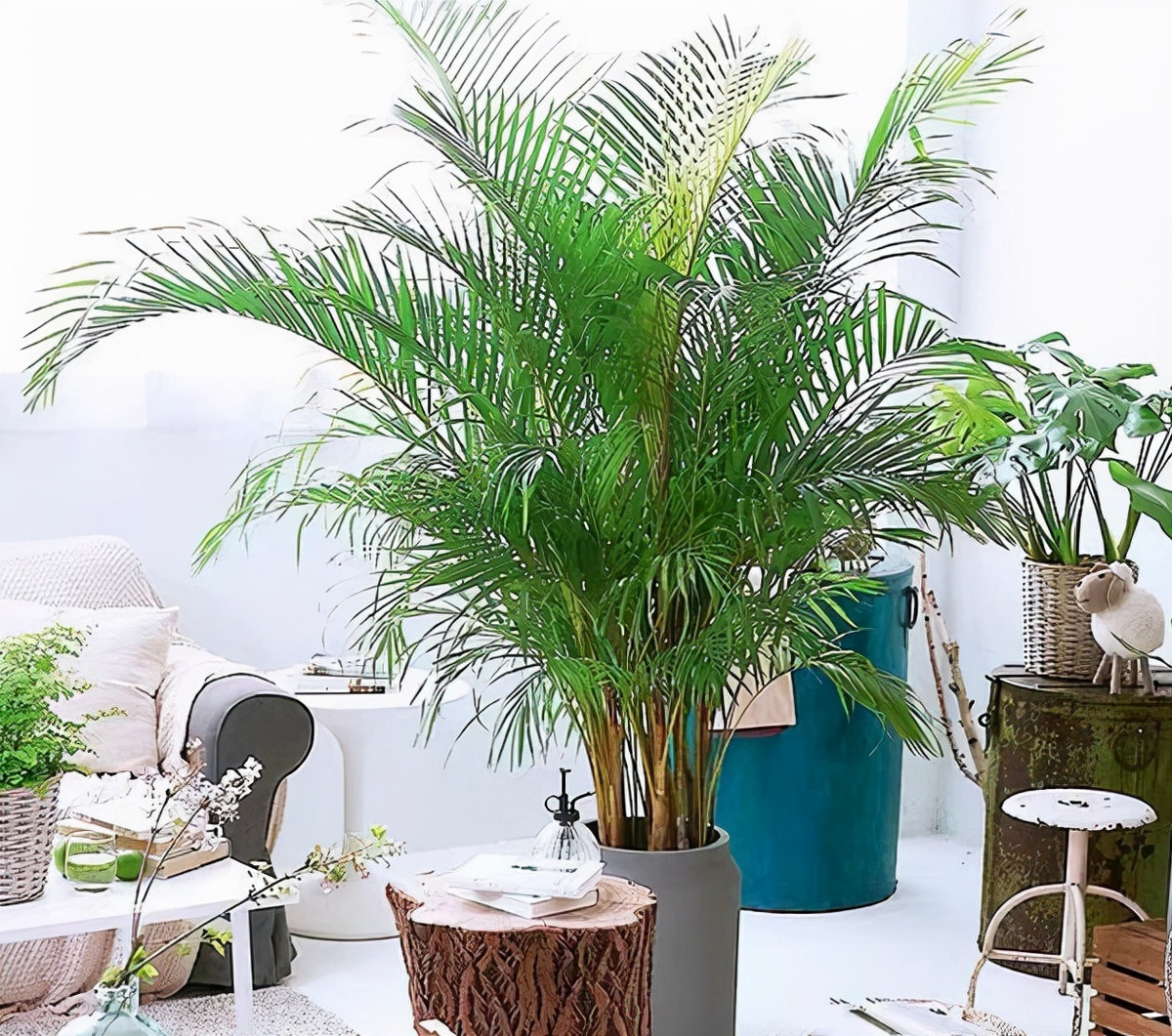 Mua he, trong 9 cay canh dieu hoa khong khi, mat lanh-Hinh-9