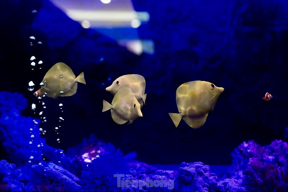 Xep hang kham pha 'thuy cung khong nuoc' tai Ha Noi-Hinh-10