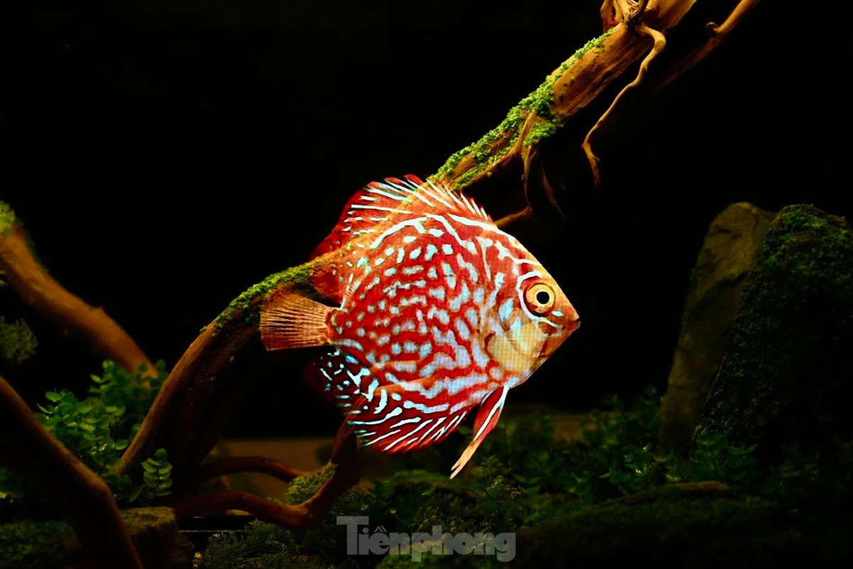 Xep hang kham pha 'thuy cung khong nuoc' tai Ha Noi-Hinh-11