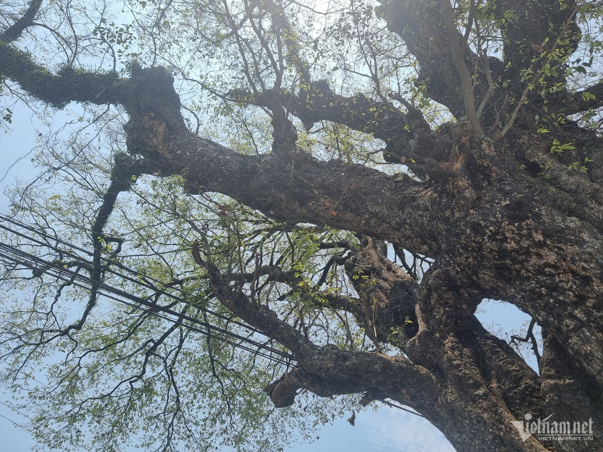 Cay thi hon 800 tuoi doc nhat vo nhi o Hoa Binh-Hinh-6