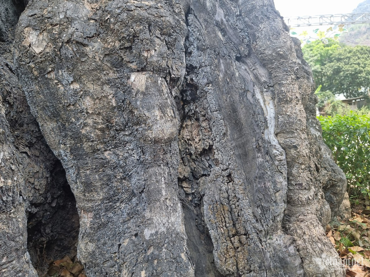 Cay thi hon 800 tuoi doc nhat vo nhi o Hoa Binh-Hinh-4