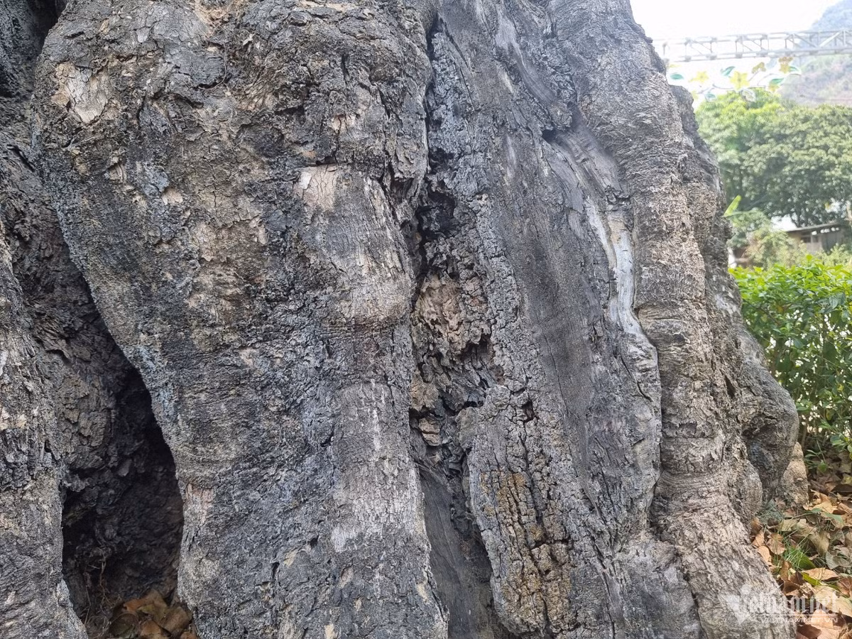 Cay thi hon 800 tuoi doc nhat vo nhi o Hoa Binh-Hinh-4