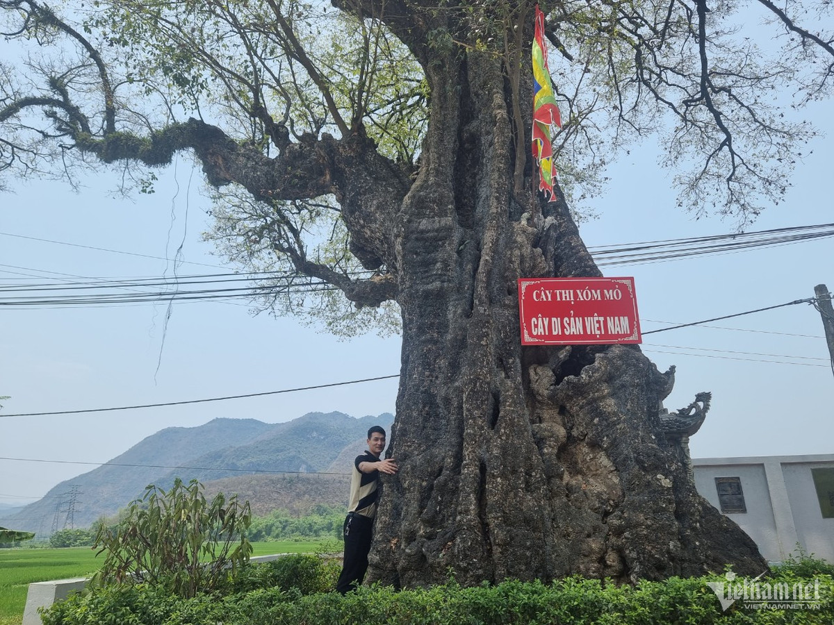 Cay thi hon 800 tuoi doc nhat vo nhi o Hoa Binh-Hinh-2