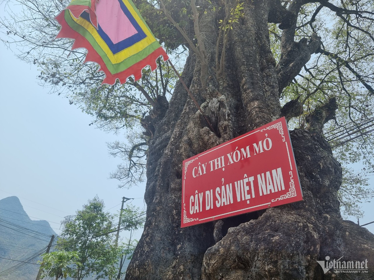 Cay thi hon 800 tuoi doc nhat vo nhi o Hoa Binh-Hinh-5