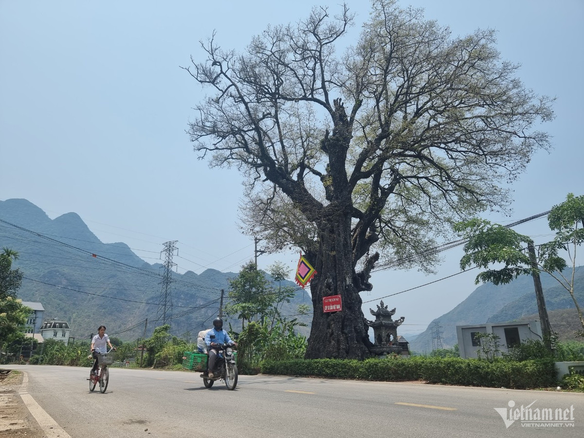 Cay thi hon 800 tuoi doc nhat vo nhi o Hoa Binh