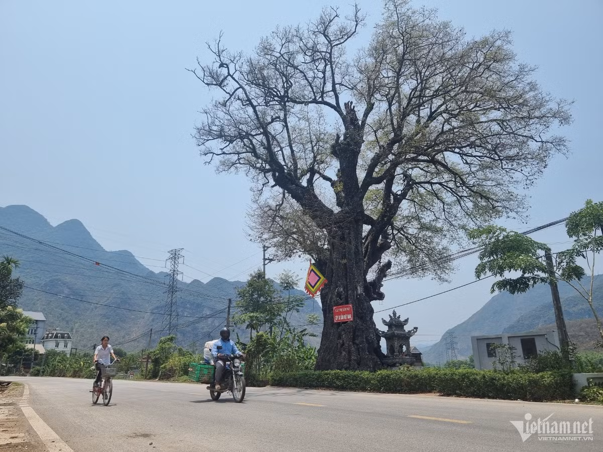 Cay thi hon 800 tuoi doc nhat vo nhi o Hoa Binh