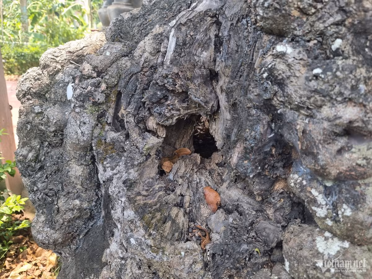 Cay thi hon 800 tuoi doc nhat vo nhi o Hoa Binh-Hinh-3