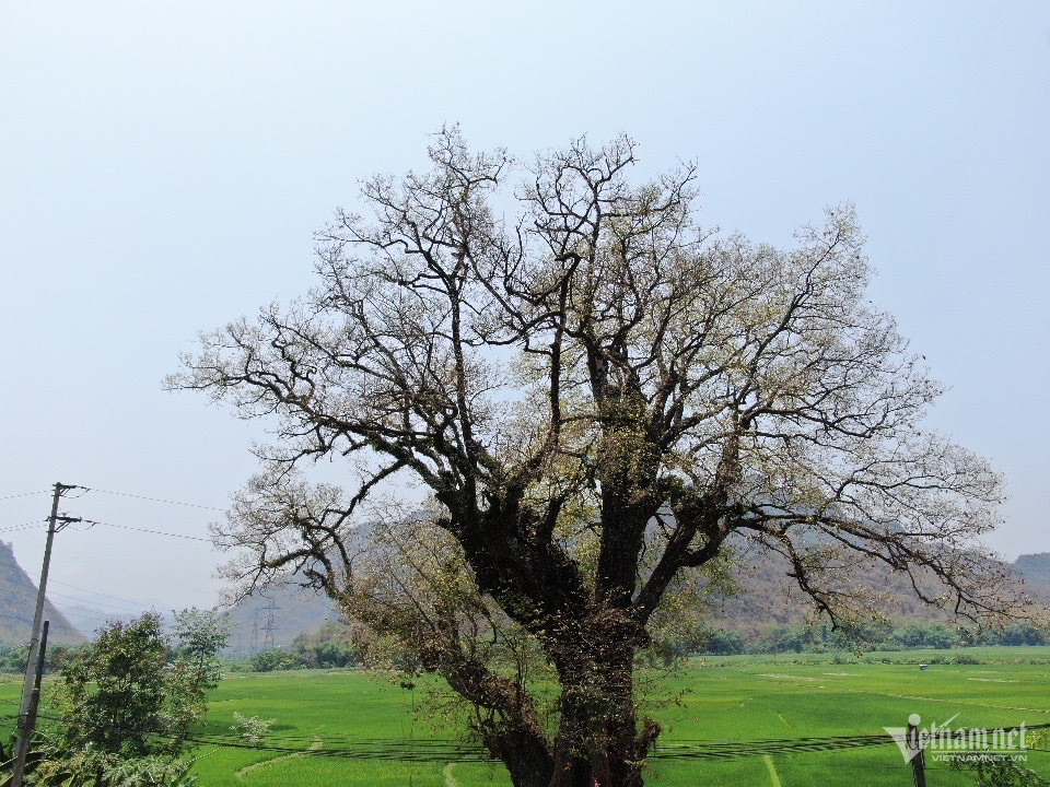 Cay thi hon 800 tuoi doc nhat vo nhi o Hoa Binh-Hinh-9