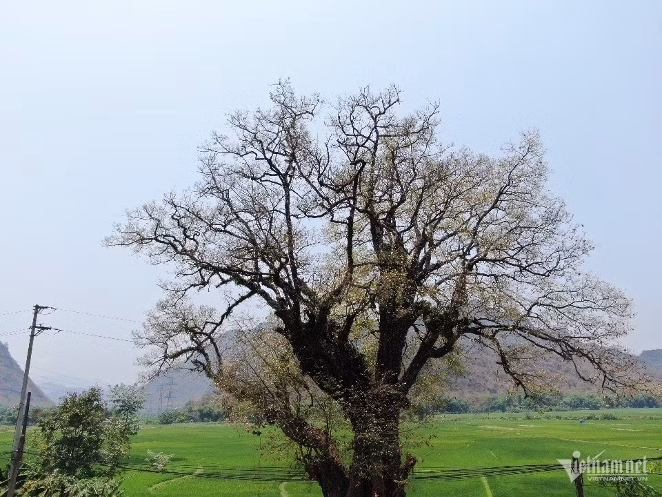 Cay thi hon 800 tuoi doc nhat vo nhi o Hoa Binh-Hinh-9