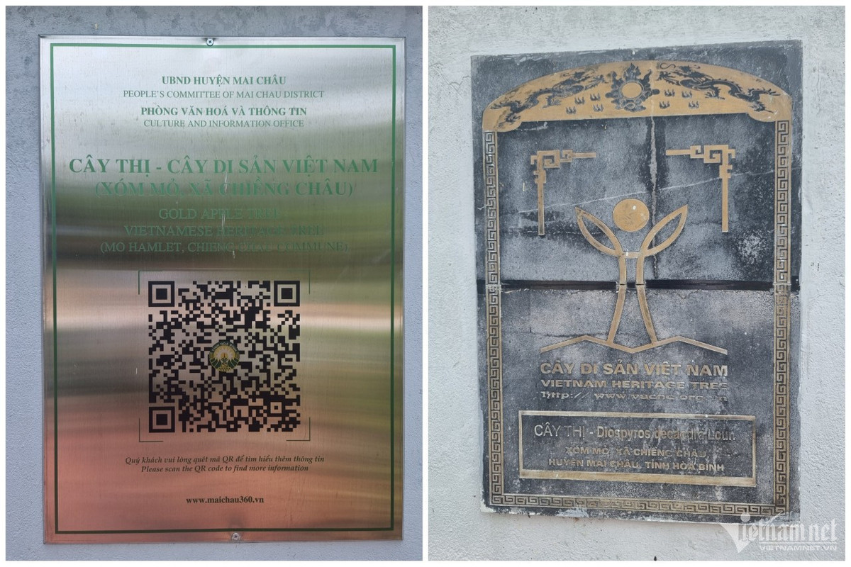 Cay thi hon 800 tuoi doc nhat vo nhi o Hoa Binh-Hinh-8