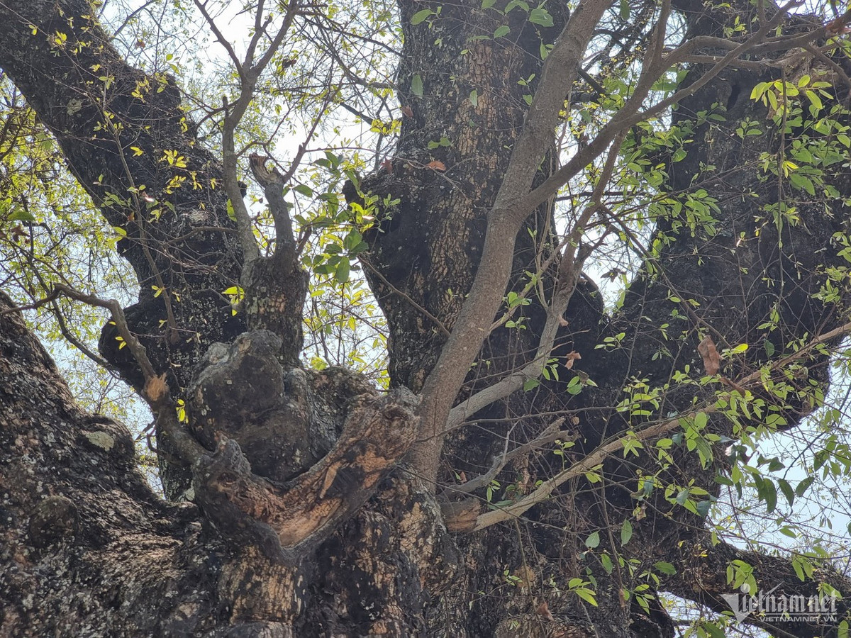 Cay thi hon 800 tuoi doc nhat vo nhi o Hoa Binh-Hinh-7