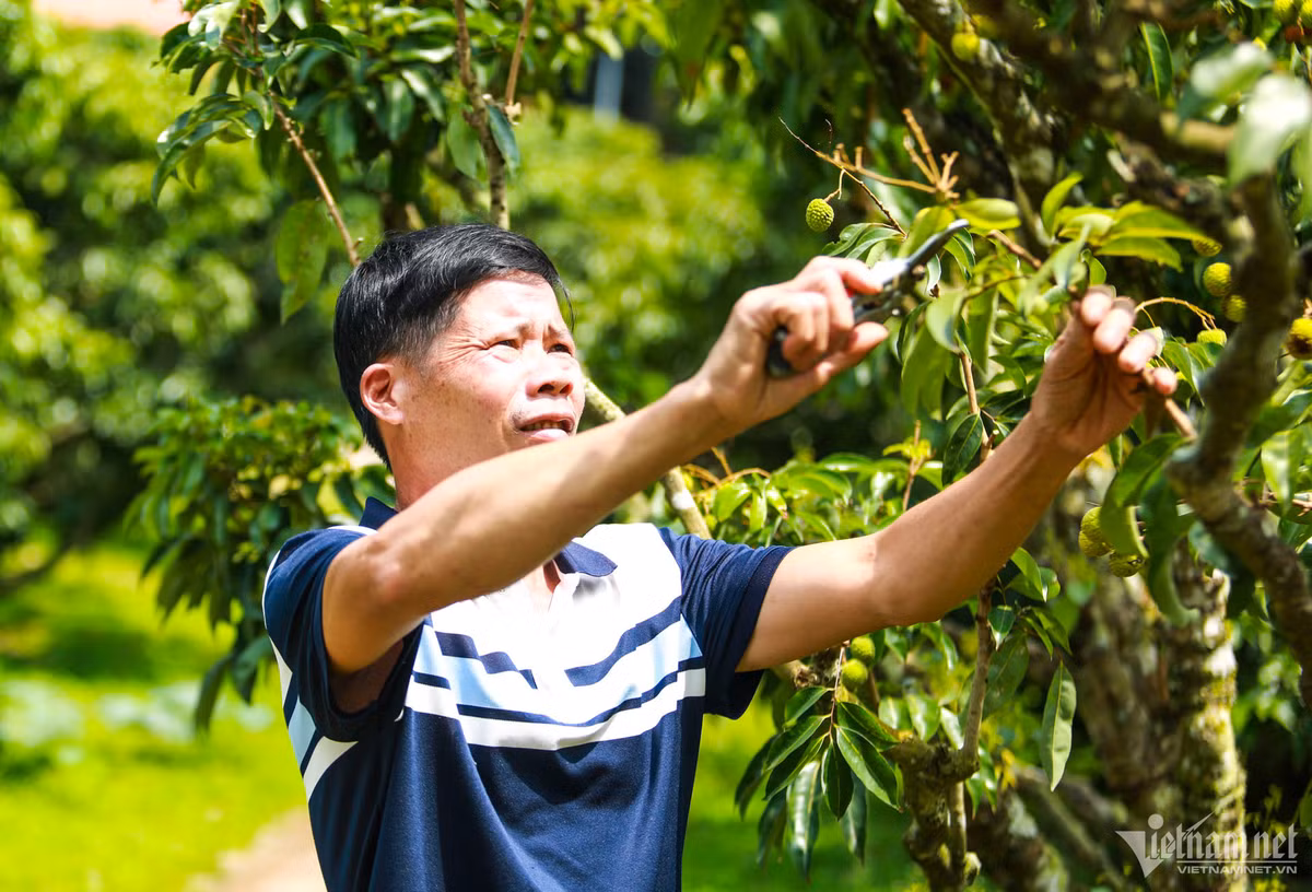 Thu phu vai thieu Luc Ngan mat mua, gia tang gap ruoi-Hinh-2