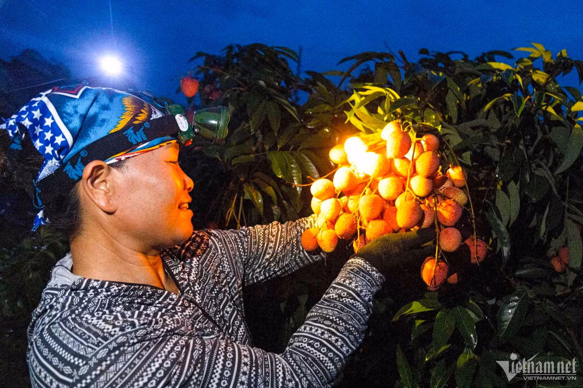 Thu phu vai thieu Luc Ngan mat mua, gia tang gap ruoi-Hinh-4