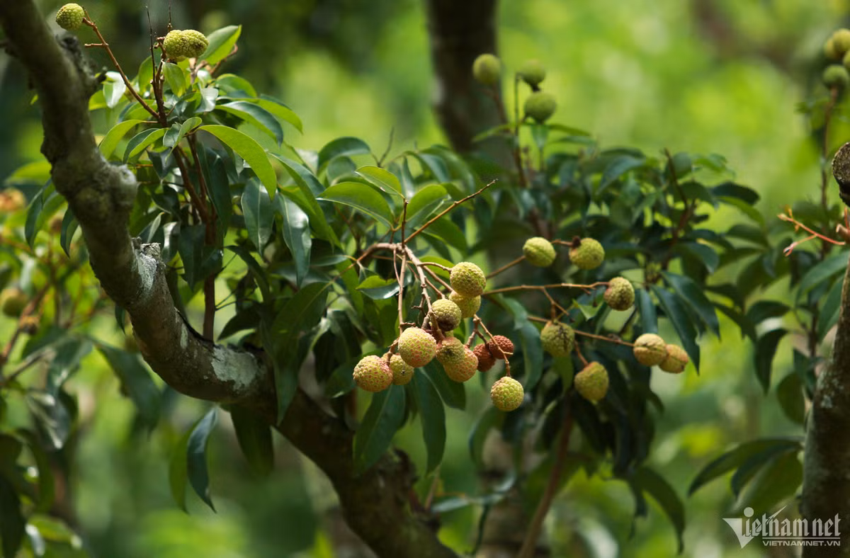 Thu phu vai thieu Luc Ngan mat mua, gia tang gap ruoi-Hinh-3