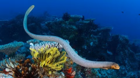 Thông thường, các loài cá nhỏ bé chỉ có cách duy nhất để né tránh các cuộc "tàn sát" đến từ những sinh vật săn mồi đáng sợ dưới đáy biển bằng cách luồn lách vào kẽ hở hoặc hang động xung quanh rạn san hô.