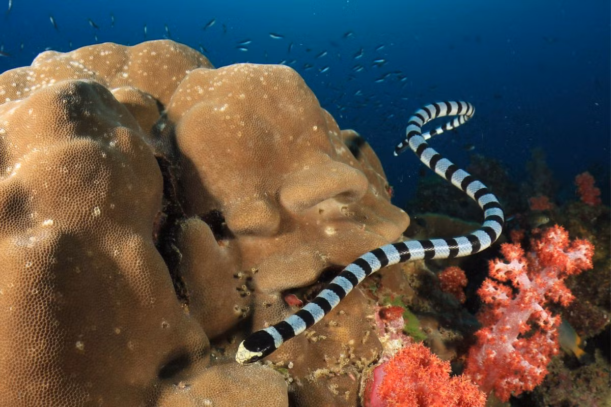 Tuy nhiên, ở phương diện khác, rắn biển là nỗi kinh hoàng của nhiều loài sinh vật dưới đáy đại dương, đặc biệt là những loài cá có thói quen sinh sống nương tựa vào các rạn san hô.