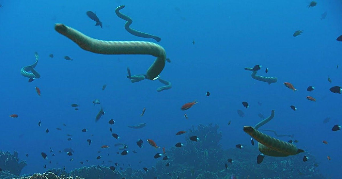 Rắn krait được biết đến với tên gọi "krait biển dải" hay là "krait biển lia vàng" có tên khoa học là Laticauda colubrina. Đây là loài rắn cực độc với độc tính mạnh gấp 10 lần rắn đuôi chuông , nhưng loài vật này không hung dữ và chỉ biết cắn để tự vệ.