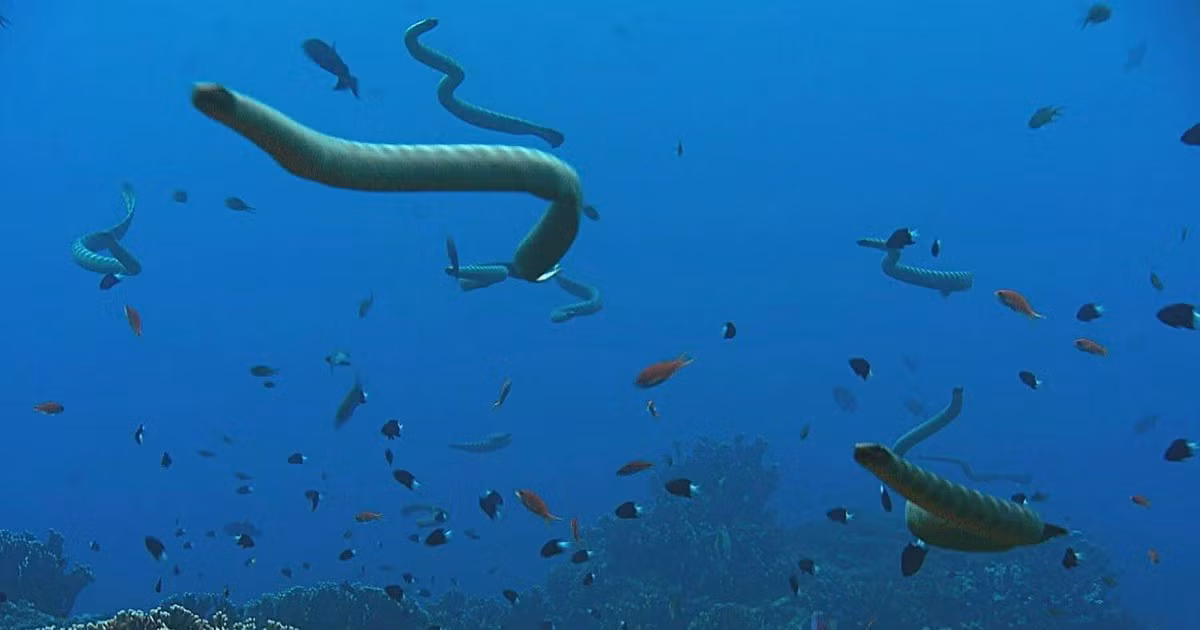 Rắn krait được biết đến với tên gọi "krait biển dải" hay là "krait biển lia vàng" có tên khoa học là Laticauda colubrina. Đây là loài rắn cực độc với độc tính mạnh gấp 10 lần rắn đuôi chuông , nhưng loài vật này không hung dữ và chỉ biết cắn để tự vệ.