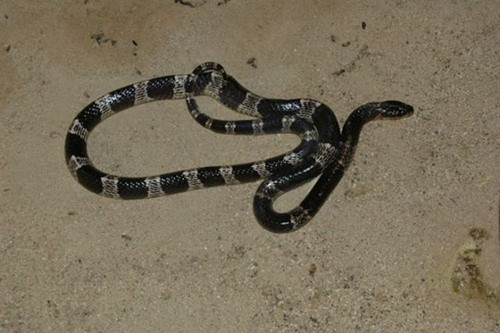 Nọc độc của chúng có chứa chất độc thần kinh cực mạnh có thể gây tăng huyết áp, tím tái, tê liệt và có khả năng tử vong nếu không được điều trị. Loài rắn này có dấu hiệu nhận biết tương đối dễ dàng với đầu và thân có sọc đen. Mặt trên của nó có màu xám xanh, bụng màu vàng. 