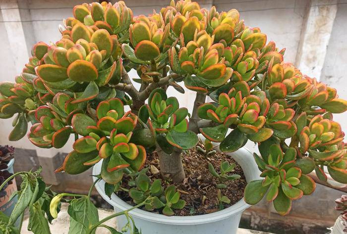  Cây lá ngọc cành vàng được nhiều người yêu thích vì vẻ đẹp của thân, lá, hoa , ý nghĩa phong thủy và sức sống mãnh liệt. Ngay từ cái tên mang cả "vàng- ngọc" đã ngụ ý sâu sắc về tài lộc, phú quý.