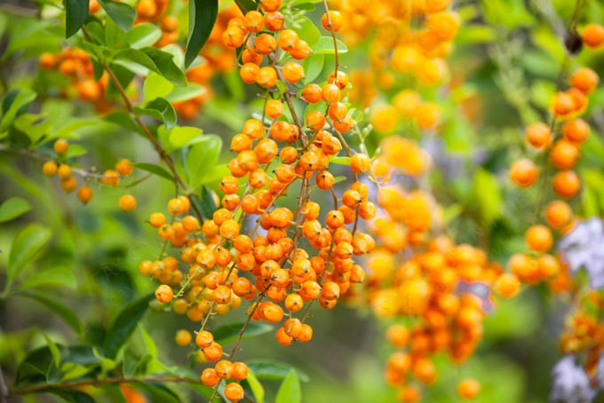  Cây cảnh này là một siêu sao trong thế giới thảo dược, nổi tiếng với những bông hoa màu tím độc đáo và hương thơm say đắm lòng người. Màu hoa tím và chuỗi quả vàng có hào quang độc đáo. được cho là có năng lượng ma thuật, có tác dụng đặc biệt là xua đuổi tà ma và thu hút may mắn.